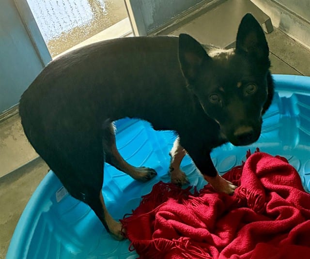 Photo of Senior German Shepherd Dog, adoptable German Shepherd Dog in Devore, California