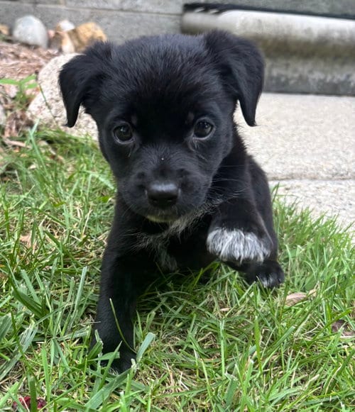 Photo of Darla, adoptable Border Collie in Clarkston, Michigan