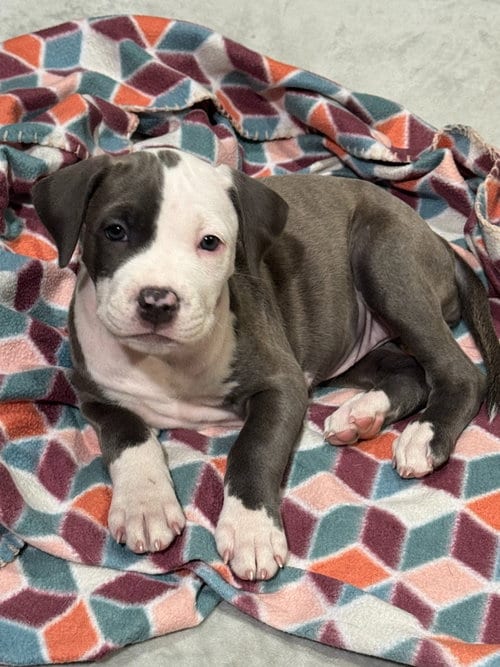 Photo of Pearl, adoptable Pit Bull Terrier in Phoenix, Arizona