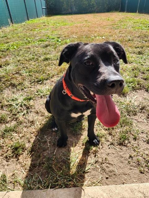 Photo of Fuzzball, adoptable Labrador Retriever in Springfield, Massachusetts