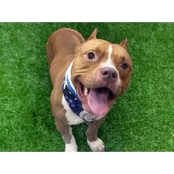 Photo of Dmx, adoptable American Bulldog in Ft Lauderdale, Florida
