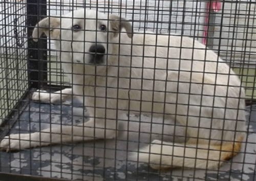 Photo of Raya, adoptable Australian Shepherd in San Bernardino, California