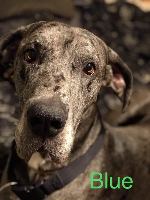 Photo of Blue 2, adoptable Great Dane in Vail, Arizona