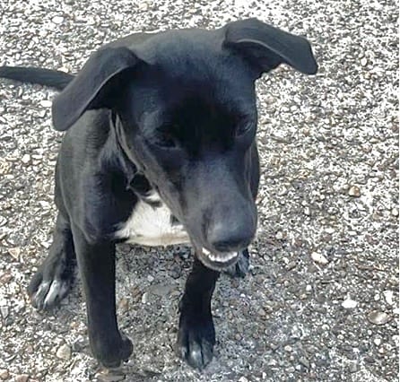 Photo of Senior Labrador Retriever, adoptable Labrador Retriever in Houston, Texas