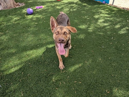 Photo of Burdock, adoptable German Shepherd Dog in Antioch, California