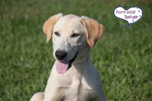 Photo of Lolly, adoptable Shepherd in Lee's Summit, Missouri
