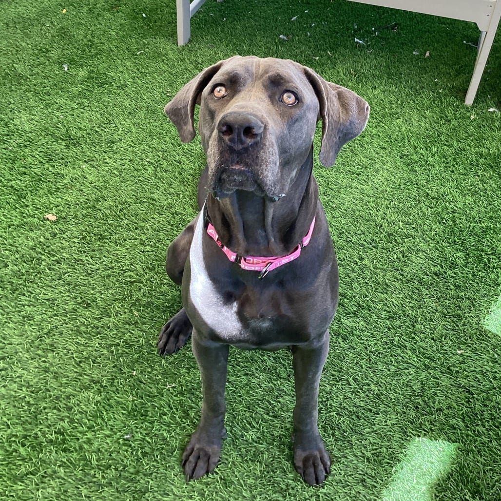 Photo of Gia, adoptable Great Dane / Mastiff, Cane Corso in Henderson, Nevada