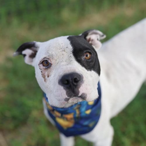 Photo of Suzan, adoptable Boxer in San Antonio, Texas