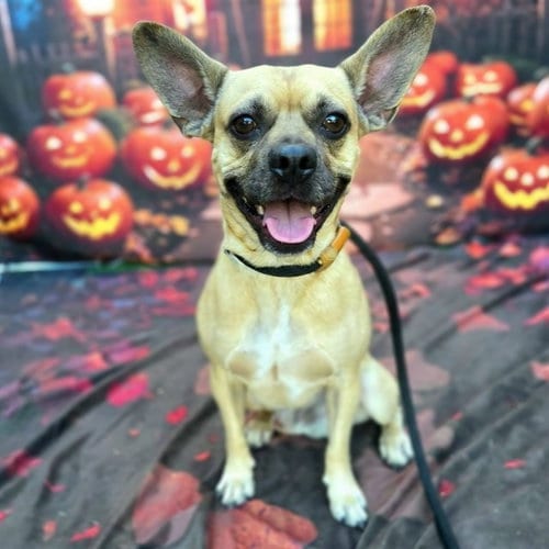 Photo of Paulie, adoptable French Bulldog in Long Beach, California