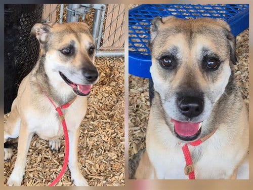 Photo of Sonjah, adoptable German Shepherd Dog in Albuquerque, New Mexico