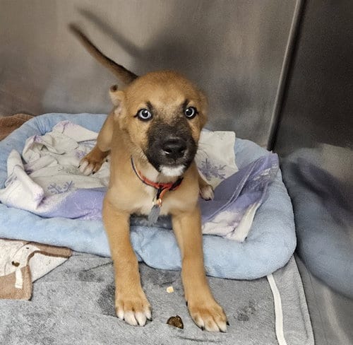 Photo of Izzy, adoptable German Shepherd Dog in St Louis, Missouri