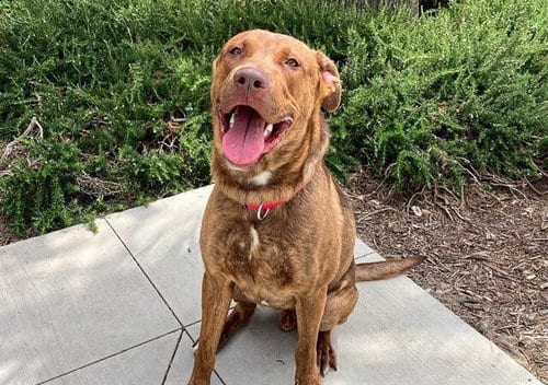 Photo of Robotnik, adoptable Labrador Retriever in ROSEVILLE, California