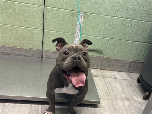 Photo of Dream, adoptable American Bulldog in Grand Prairie, Texas