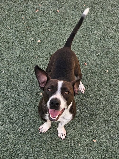 Photo of Cooper, adoptable Pit Bull Terrier in Rockwall, Texas