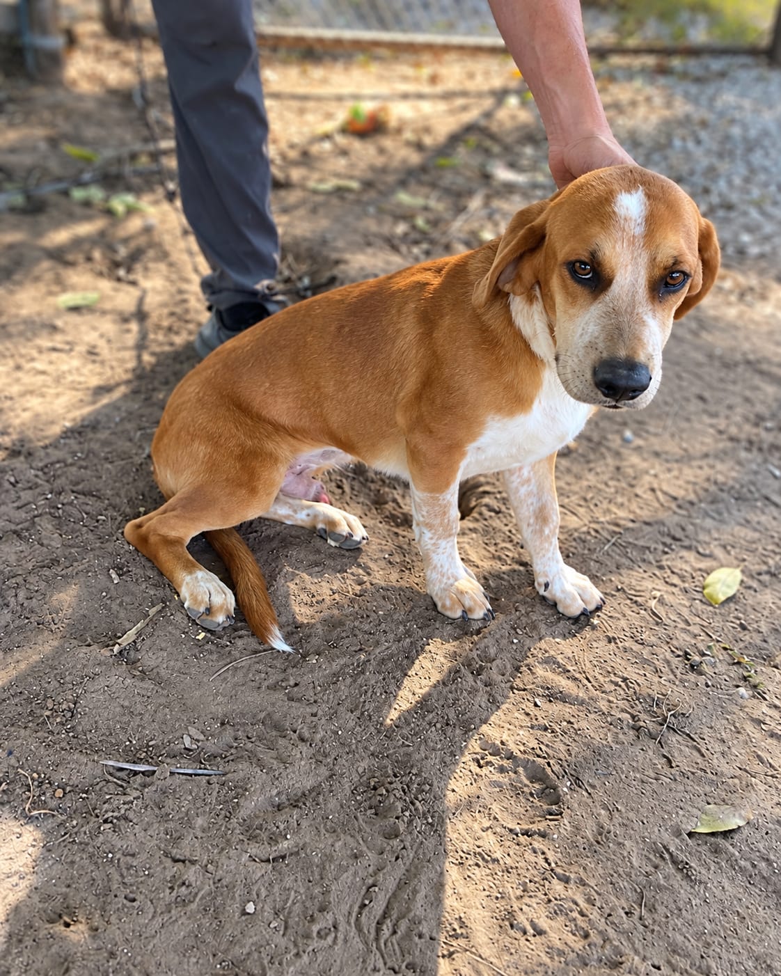 Photo of Barnaby, adoptable Basset Hound / Beagle in Tulsa, Oklahoma