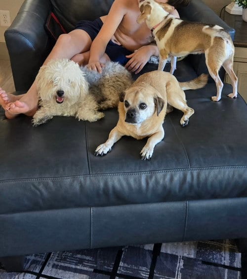 Photo of Molly, adoptable Shih Tzu in Chandler, Arizona