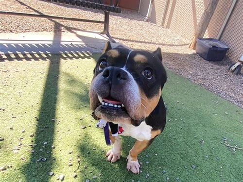 Photo of Nala, adoptable American Pit Bull Terrier in Phoenix, Arizona