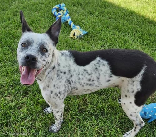 Photo of Draco, adoptable American Pit Bull Terrier in Albuquerque, New Mexico