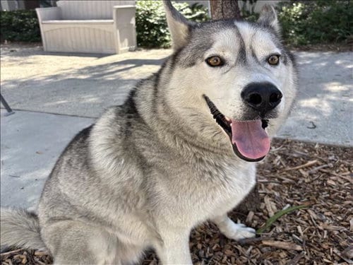 Photo of Sam, adoptable Siberian Husky in San Pedro, California