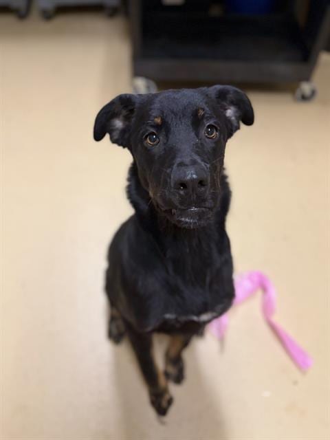 Photo of Apollo, adoptable Rottweiler in Chula Vista, California