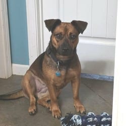 Photo of Raya, adoptable Terrier (Unknown Type, Medium) Dachshund in Overland Park, Kansas