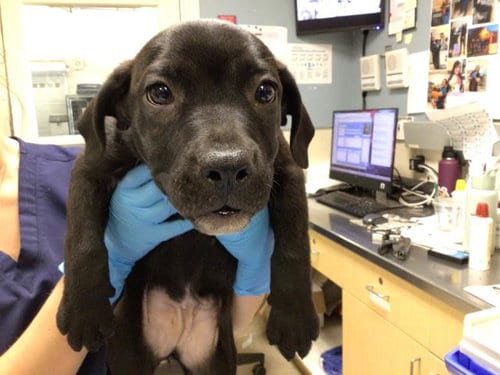 Photo of Monica, adoptable Pit Bull Terrier in Riverside, California