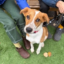 Photo of Fax, adoptable Australian Shepherd in New York, New York