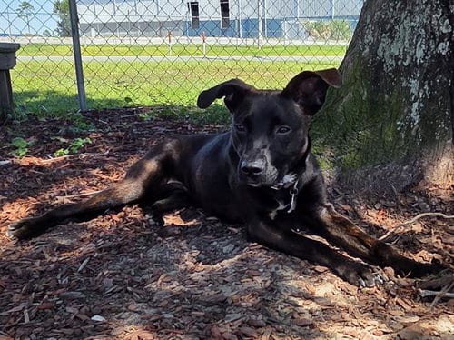 Photo of S'More, adoptable Labrador Retriever in Panama City, Florida