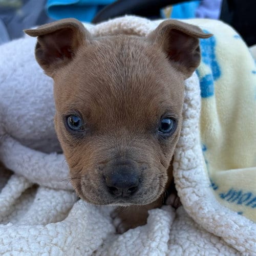 Photo of Kiyoto, adoptable Pit Bull Terrier in Riverside, California