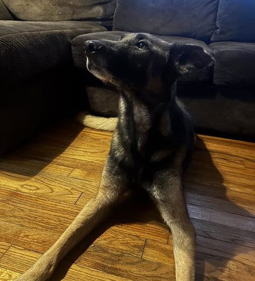 Photo of Turi, adoptable Belgian Shepherd Malinois in San Antonio, Texas