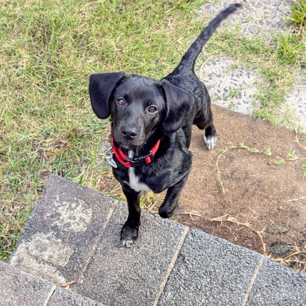 Photo of Doralee, adoptable Retriever, Black Labrador / Mixed Breed (Medium) in Raleigh area, North Carolina