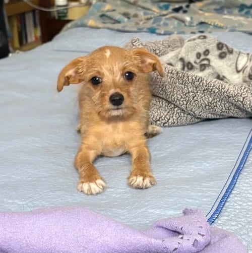 Photo of Simba, adoptable Terrier in Phoenix, Arizona