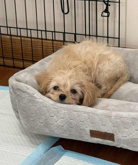 Photo of Miley, adoptable Cavalier King Charles Spaniel in Wheaton, Illinois