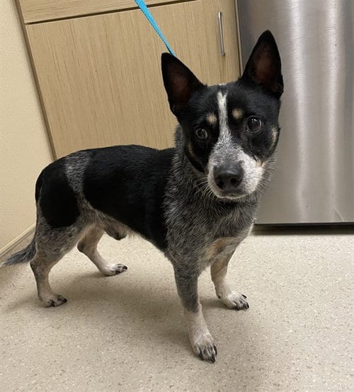 Photo of Jack, adoptable Australian Cattle Dog/Blue Heeler in Clyde, North Carolina