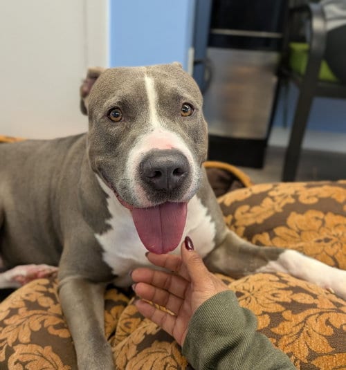 Photo of Sky, adoptable Pit Bull Terrier in Cliffwood, New Jersey