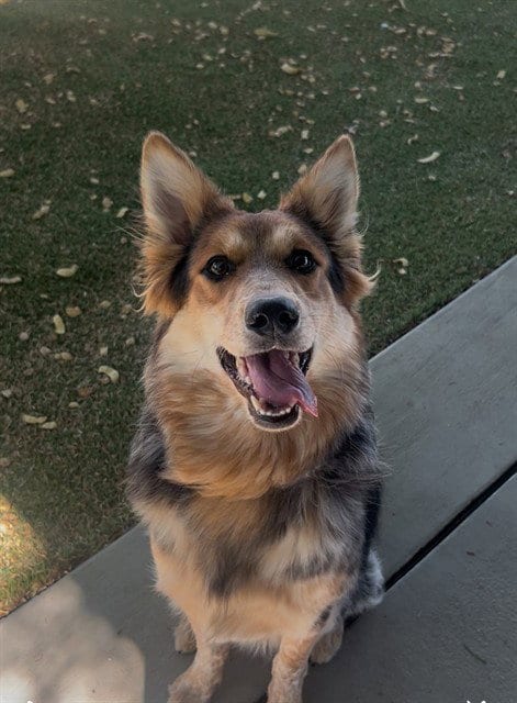 Photo of April, adoptable Australian Cattle Dog/Blue Heeler in Lancaster, California