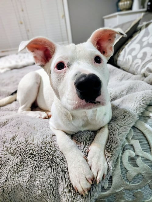 Photo of Pearl, adoptable Staffordshire Bull Terrier in West Des Moines, Iowa