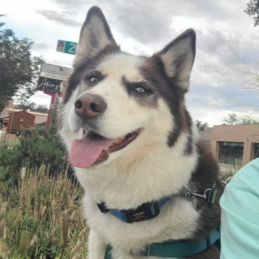 Photo of Shiro, adoptable Husky in Kanab, Utah