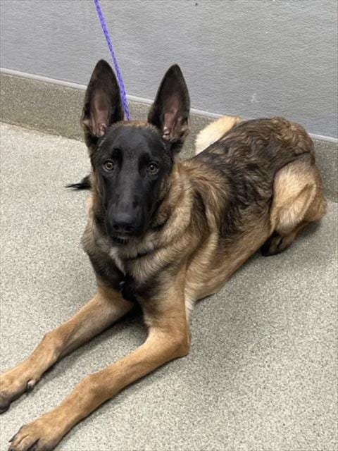 Photo of Churro, adoptable Belgian Shepherd Malinois in Las Vegas, Nevada