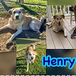 Photo of Henry, adoptable Labrador Retriever Mixed Breed (Medium) in Blountville, Tennessee