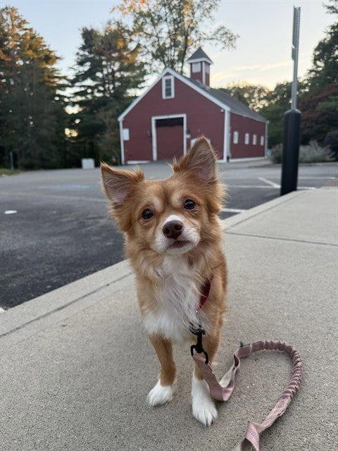 Photo of Mango, adoptable Chihuahua in Dedham, Massachusetts