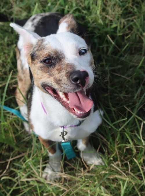 Photo of Babygirl, adoptable Australian Cattle Dog/Blue Heeler in garner, North Carolina