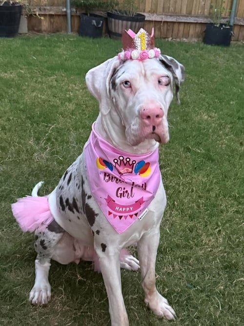 Photo of Jolene Googley Bear, adoptable Great Dane in Bullard, Texas