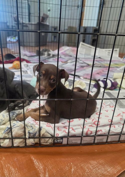 Photo of Fido (NY-Sarah), adoptable Chihuahua in SHERBURNE, New York