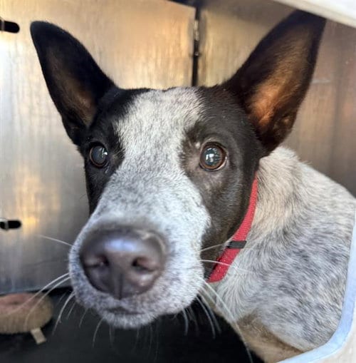 Photo of Clide, adoptable Australian Cattle Dog/Blue Heeler in San Antonio, Texas