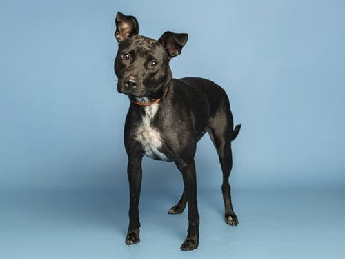 Photo of Bethany, adoptable American Pit Bull Terrier in Phoenix, Arizona