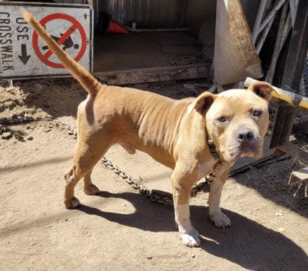 Photo of Darnell, adoptable American Bulldog in San Pedro, California