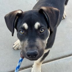 Photo of Saturn, adoptable American Pit Bull Terrier in Santa Maria, California