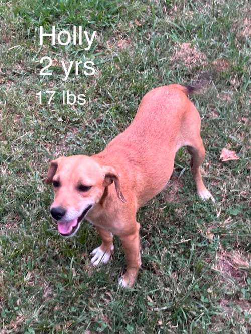 Photo of HollyHeart, adoptable Chihuahua in Wakefield, Rhode Island