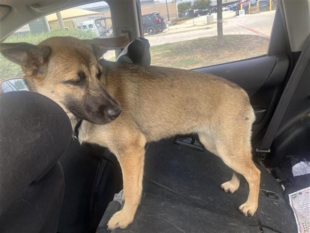 Photo of Shepherd Mix 2, adoptable dog in San Antonio, Texas
